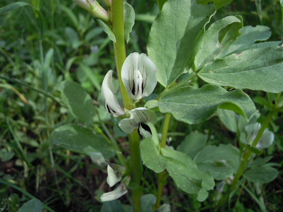 Vicia faba / Fava